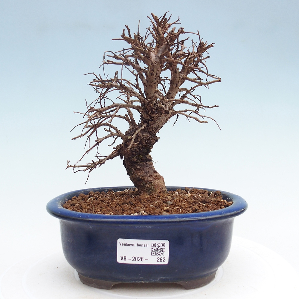 Venkovní bonsai - Zelkova - Zelkova NIRE