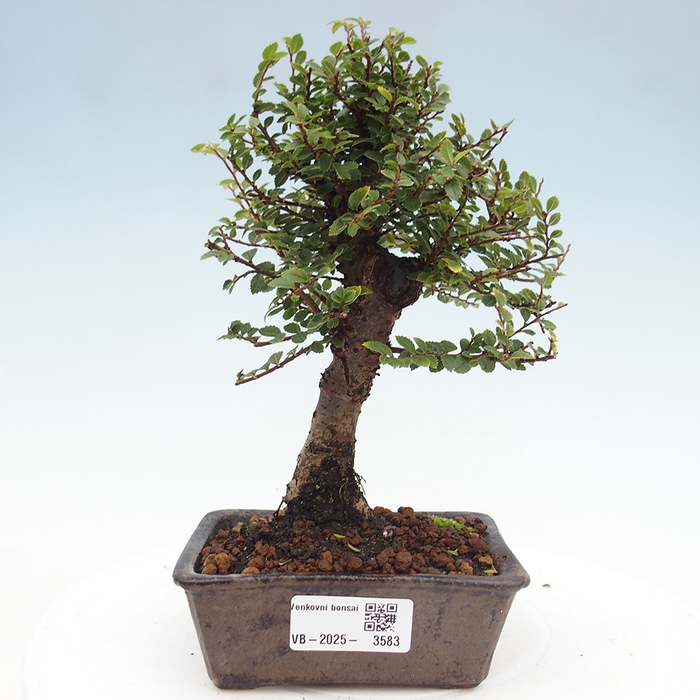 Venkovní bonsai - Ulmus parvifolia Hokkaido - jilm Čínský
