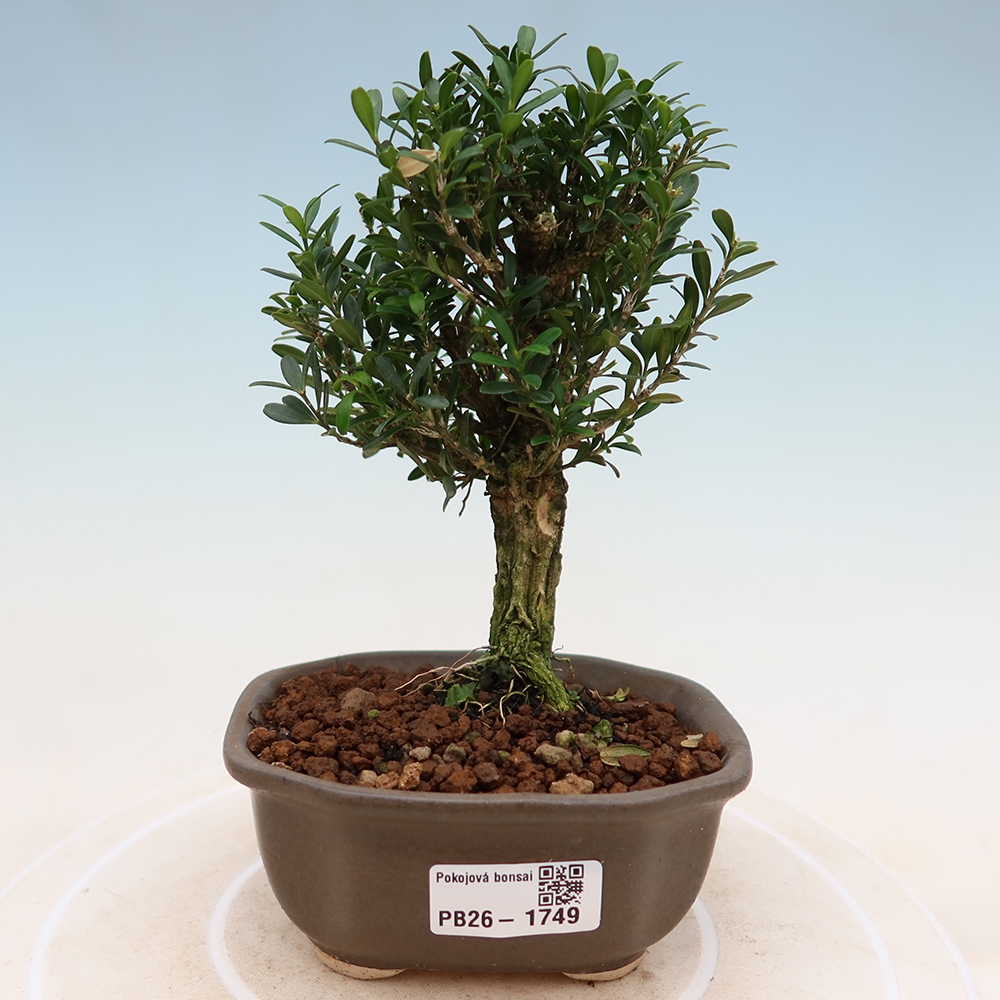 Pokojová bonsai - Buxus harlandii -korkový buxus