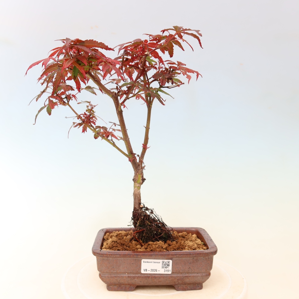 Venkovní bonsai -Javor dlanitolistý  - Acer palmatum Berry Broom 
