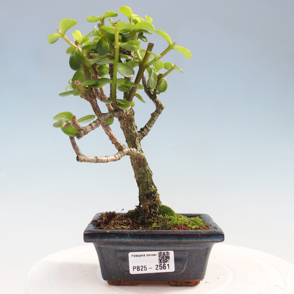 Pokojová bonsai - Portulakaria Afra - Tlustice