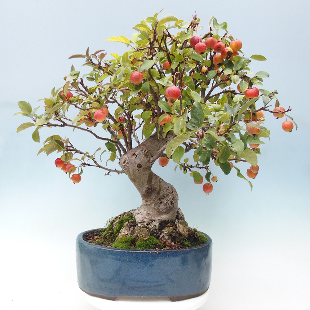 Venkovní bonsai -Malus halliana - Maloplodá jabloň
