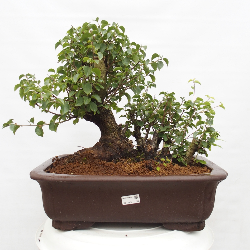 Venkovní bonsai - Mahalebka - Prunus mahaleb