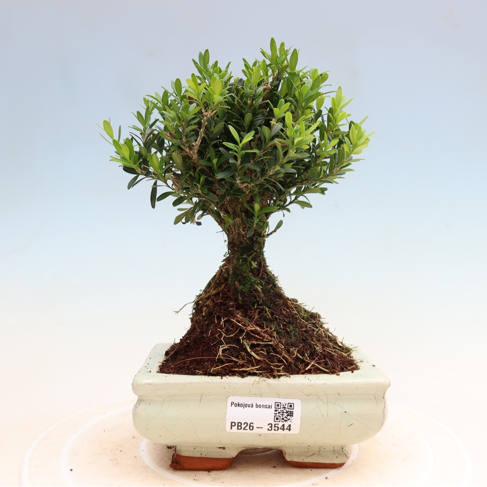 Pokojová bonsai - Buxus harlandii -korkový buxus