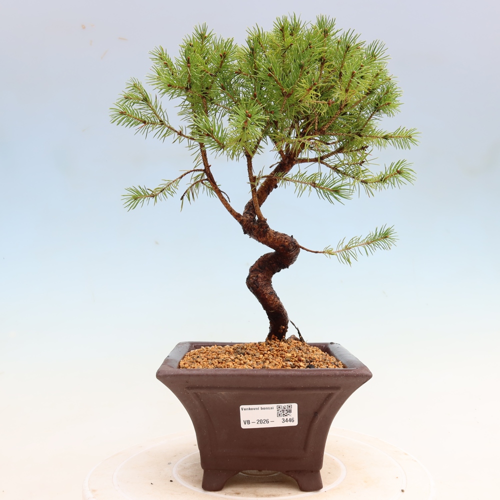 Venkovní bonsai- Smrk sivý - Picea glauca globe