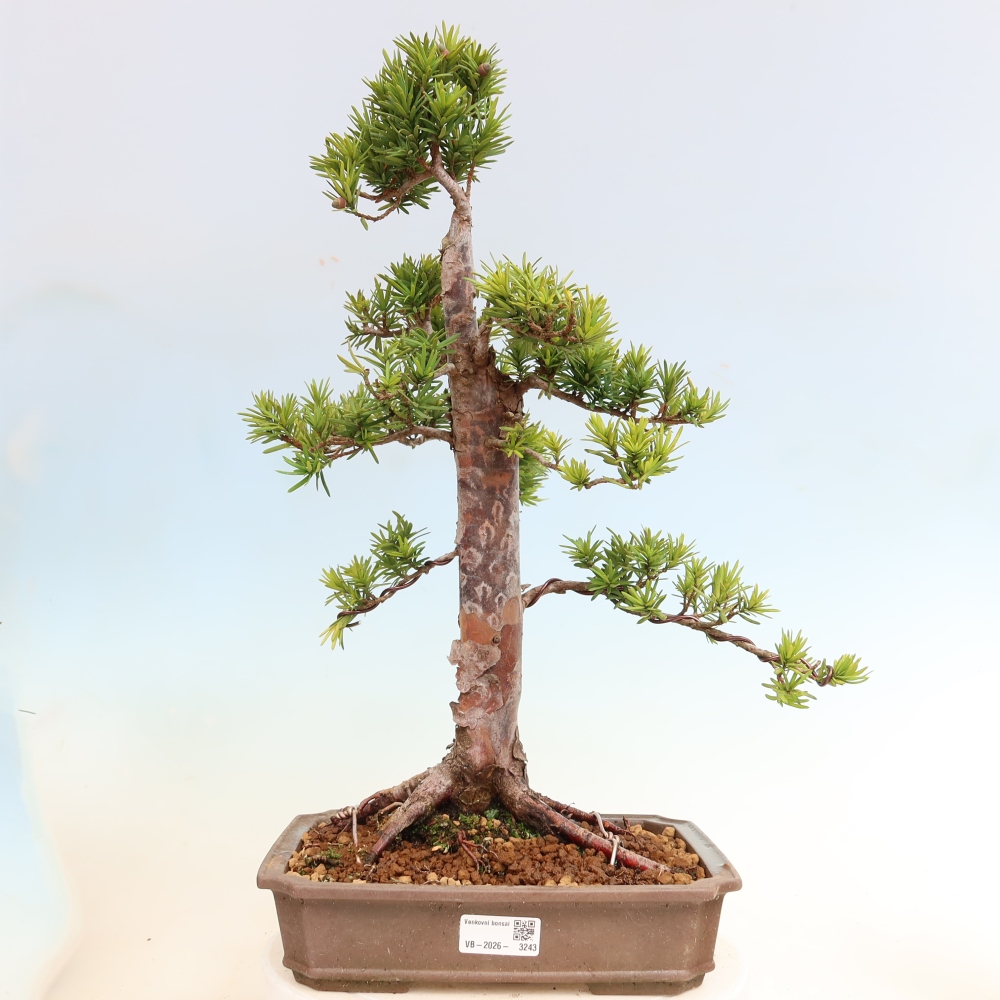 Venkovní bonsai - Taxus cuspidata  - Tis japonský