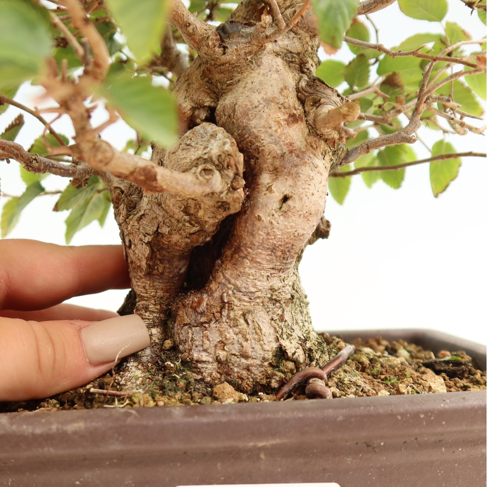 Venkovní bonsai -Carpinus CARPINOIDES - Habr korejský