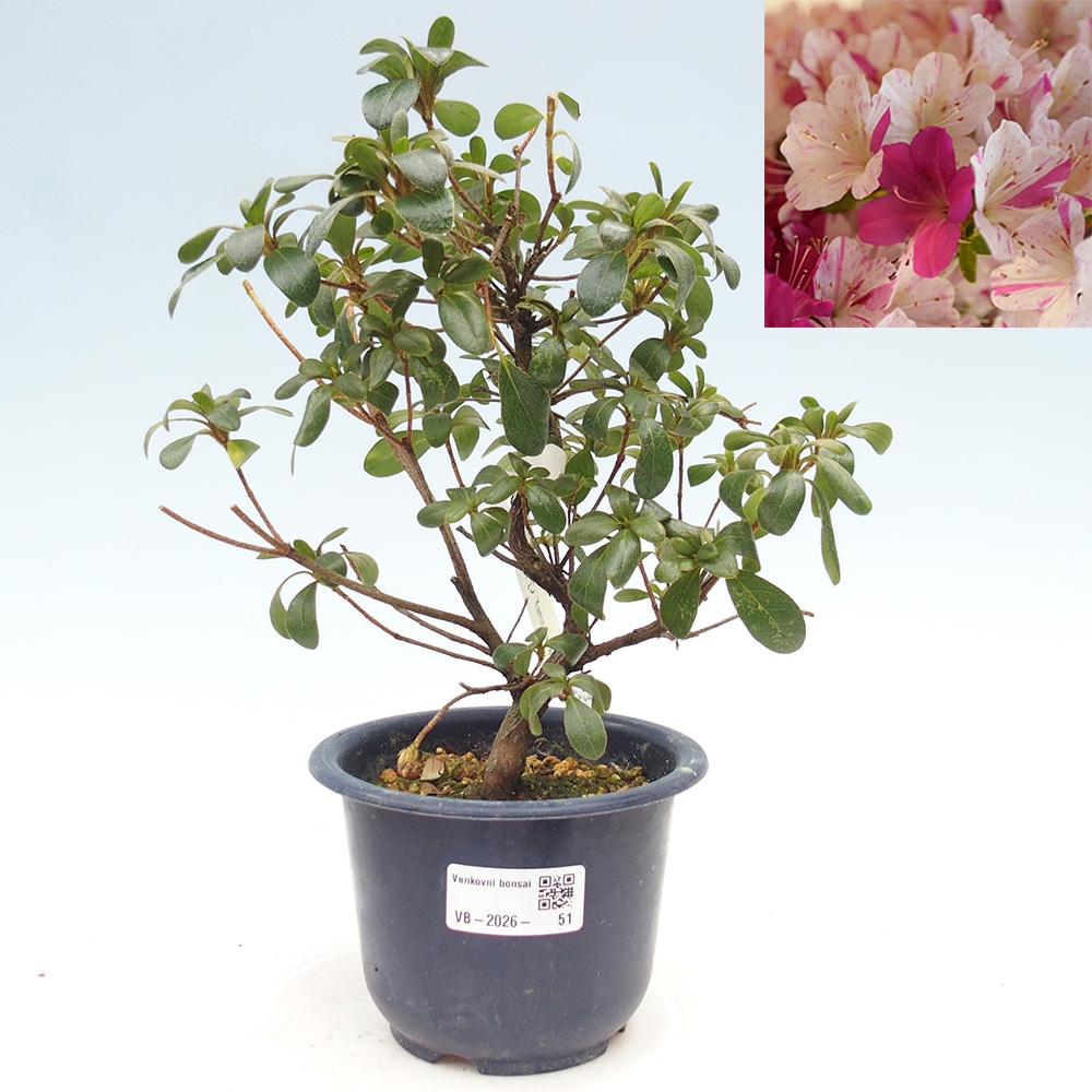 Venkovní bonsai - Japonská azalka - Azalea Kaminoyamakirin