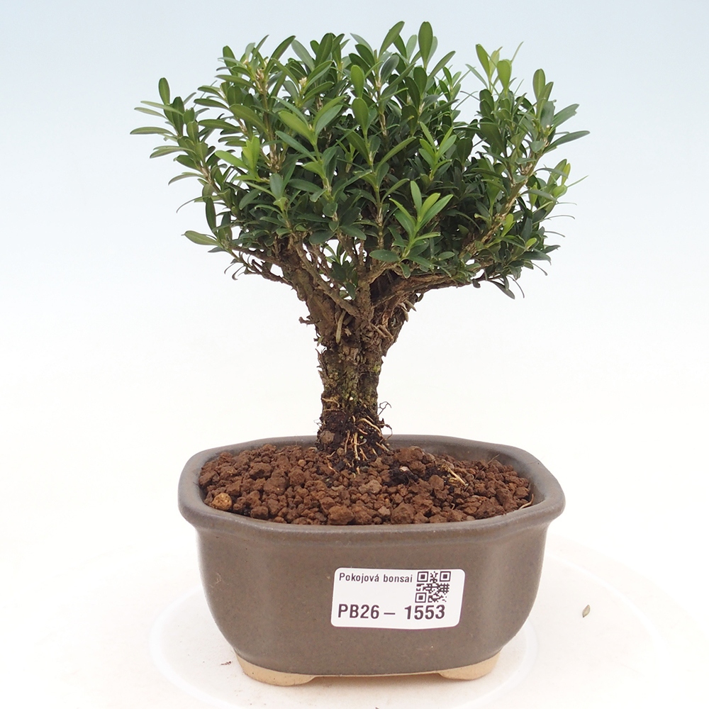 Pokojová bonsai - Buxus harlandii -korkový buxus