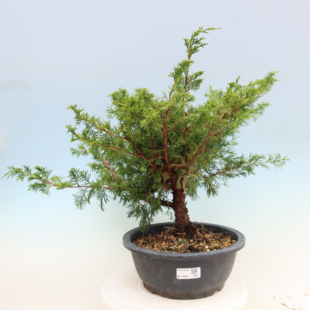 Venkovní bonsai - Juniperus chinensis Itoigawa -Jalovec čínský
