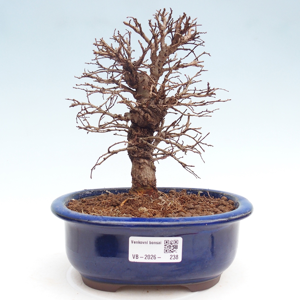 Venkovní bonsai - Zelkova - Zelkova NIRE