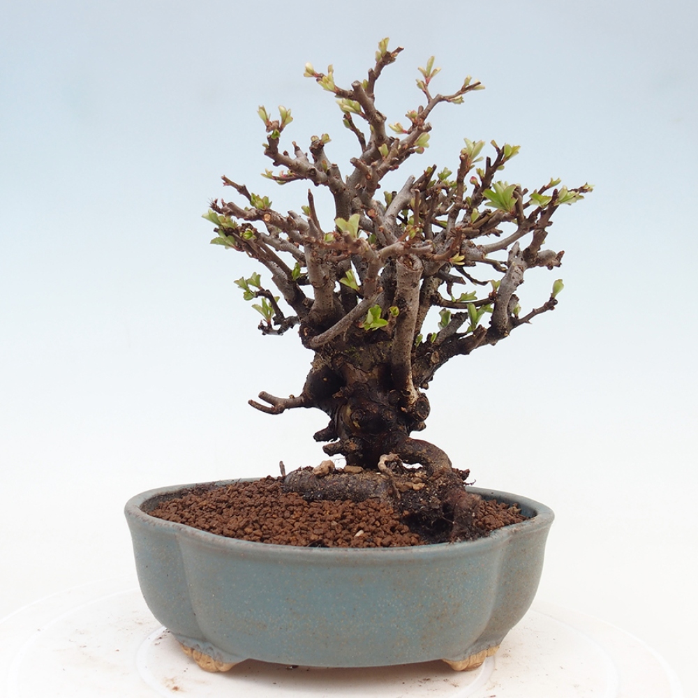 Venkovní  bonsai -  Chaneomeles speciosa - Kdoulovec ozdobný