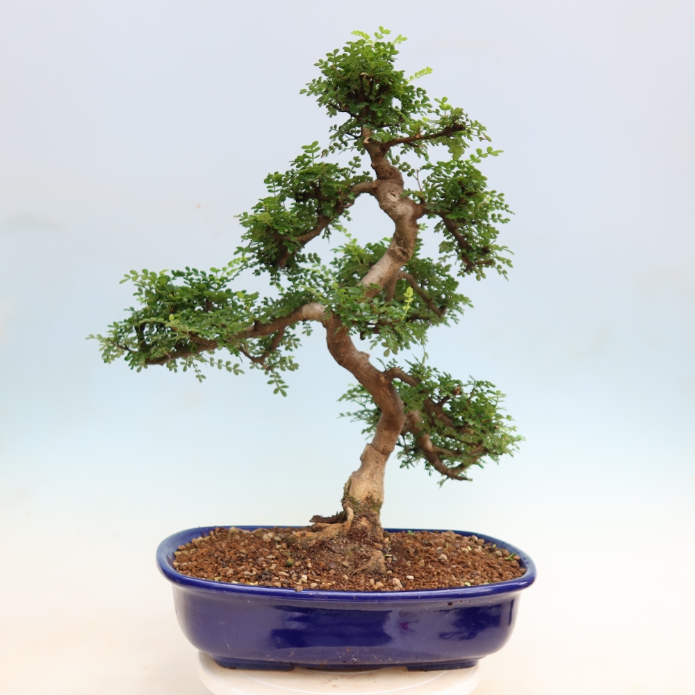 Pokojová bonsai - Zantoxylum piperitum - pepřovník