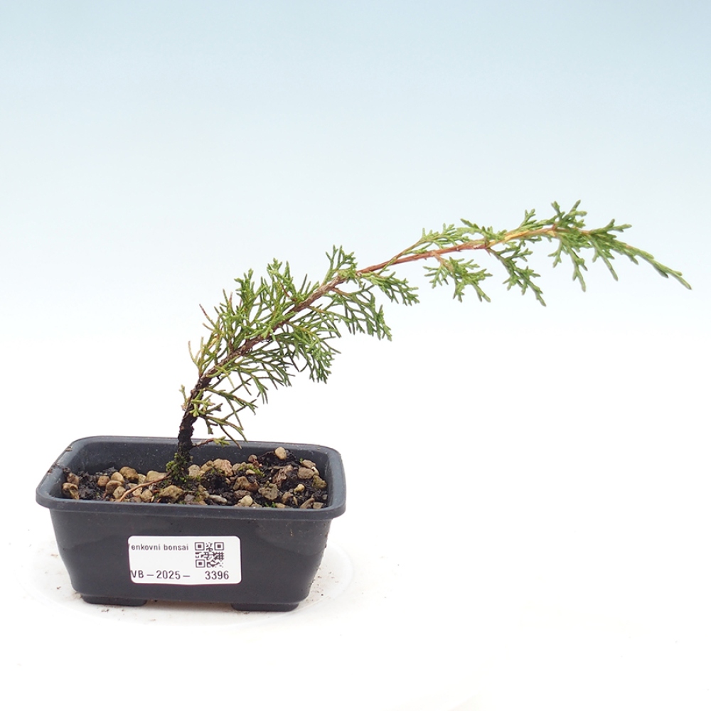 Venkovní bonsai - Juniperus chinensis Itoigawa -Jalovec čínský