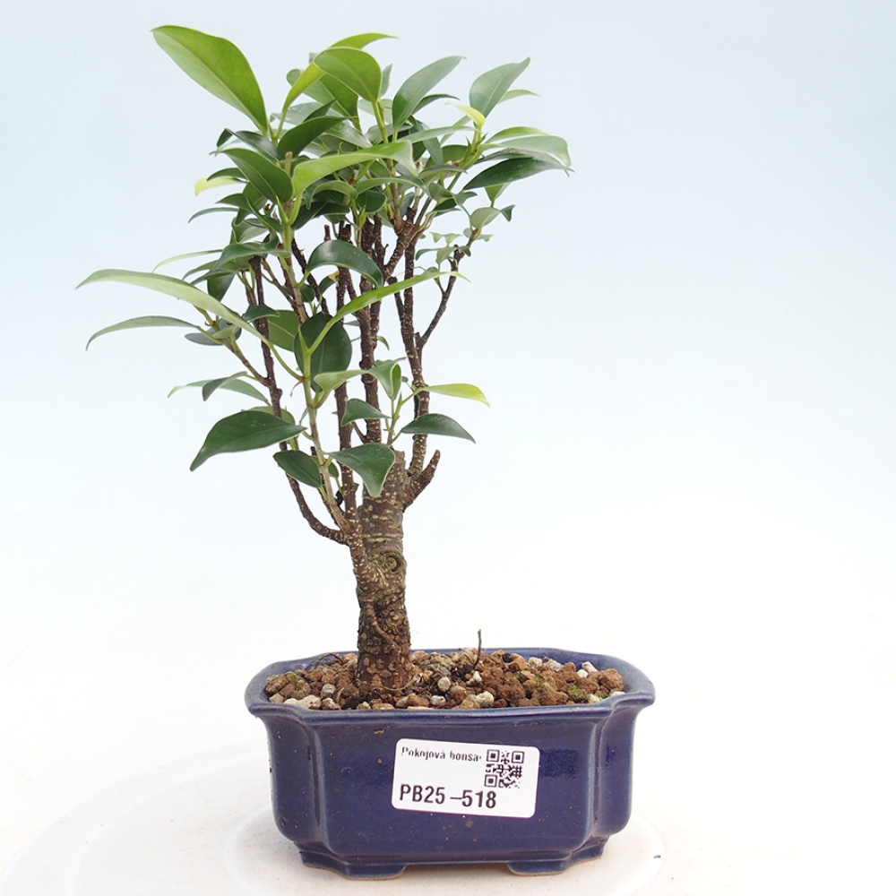 Pokojová bonsai Ficus retusa kimmen