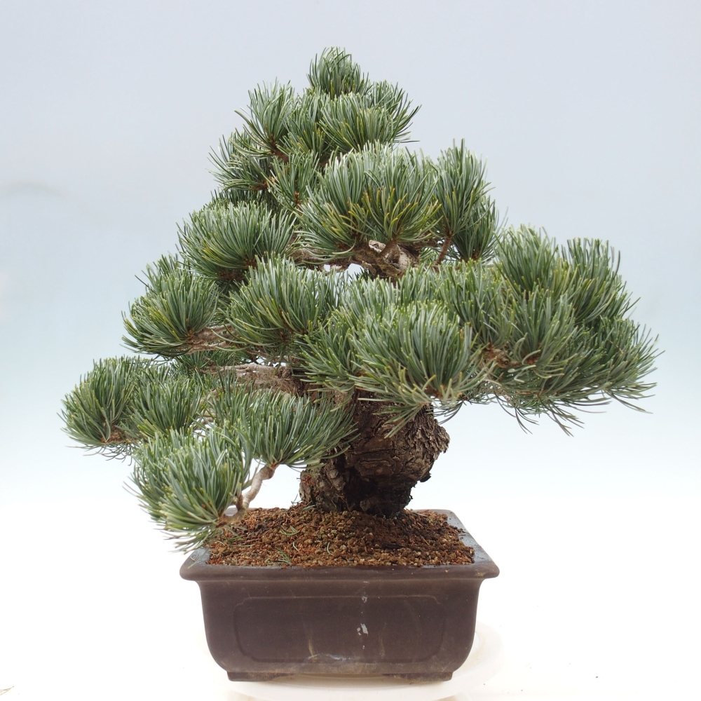 Venkovní bonsai - Pinus parviflora - Borovice drobnokvětá