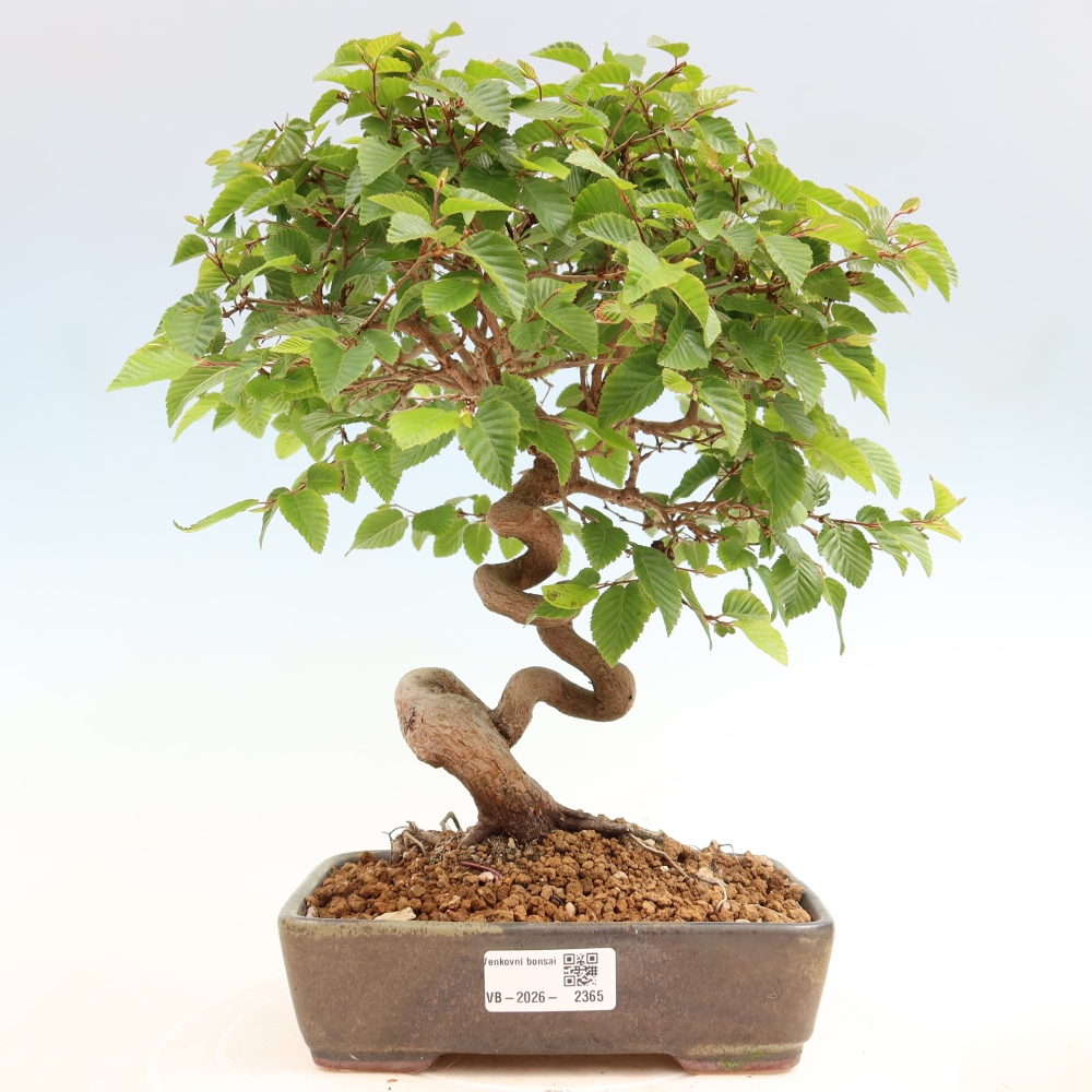Venkovní bonsai -Carpinus coreana - Habr korejský