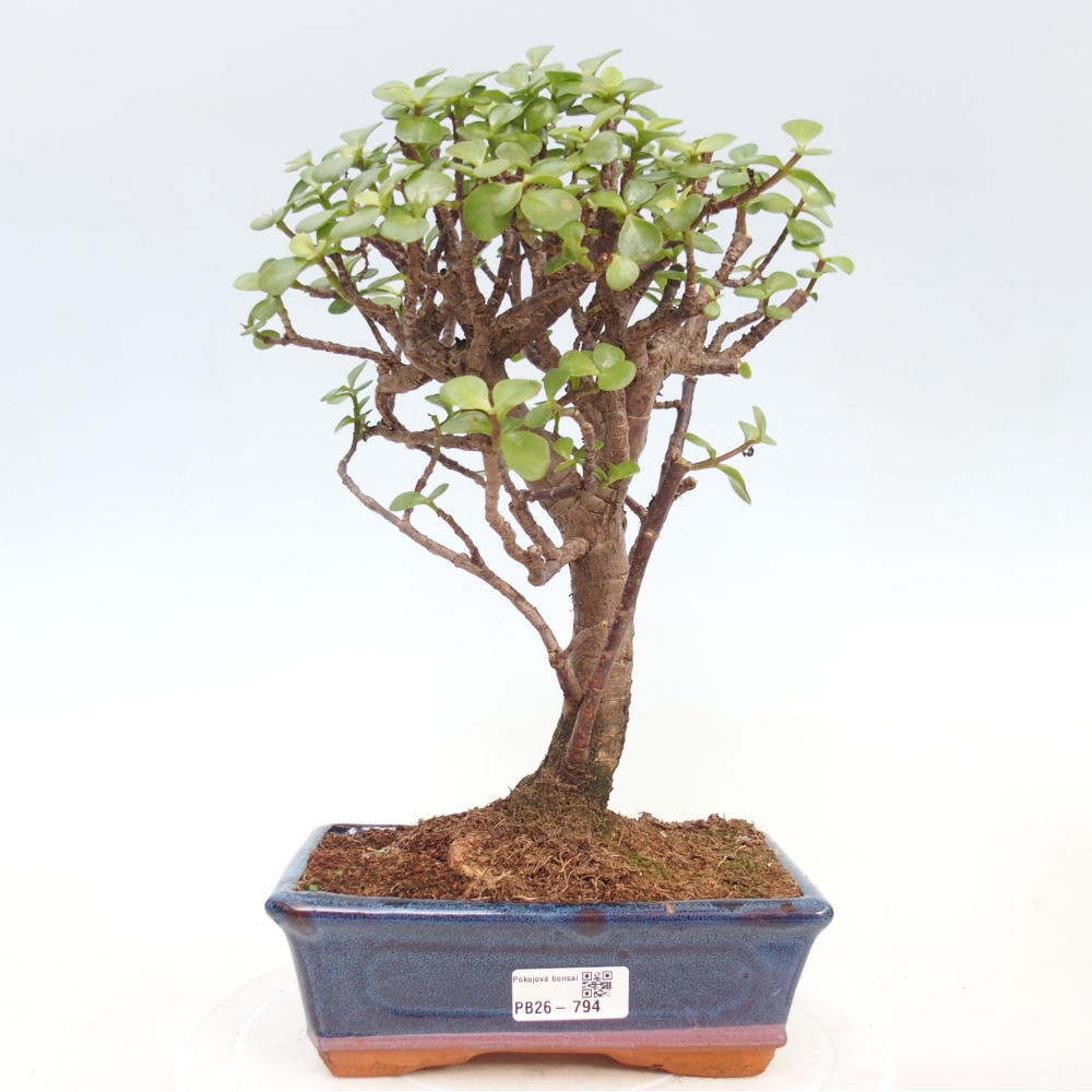 Pokojová bonsai - Portulakaria Afra - Tlustice