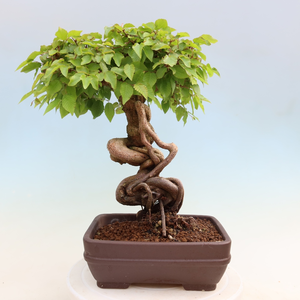 Venkovní bonsai -Carpinus Coreana - Habr korejský