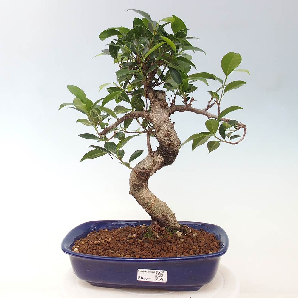 Pokojová bonsai - Ficus kimmen -  malolistý fíkus