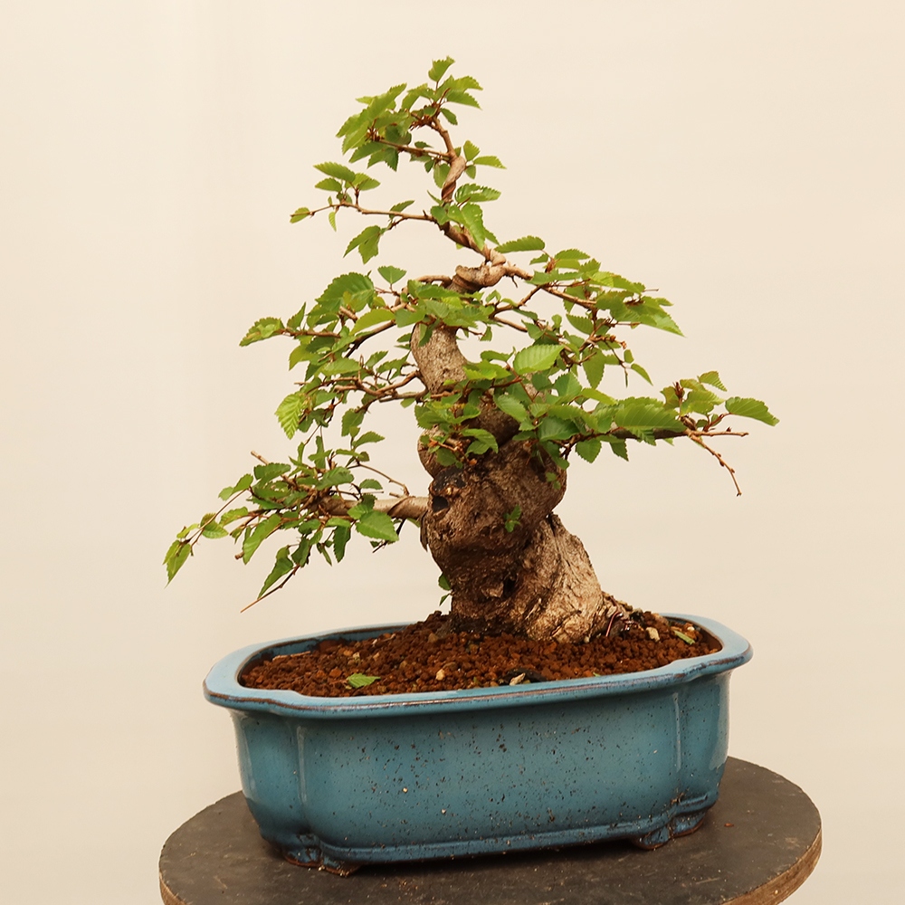 Venkovní bonsai -Carpinus Coreana - Habr korejský