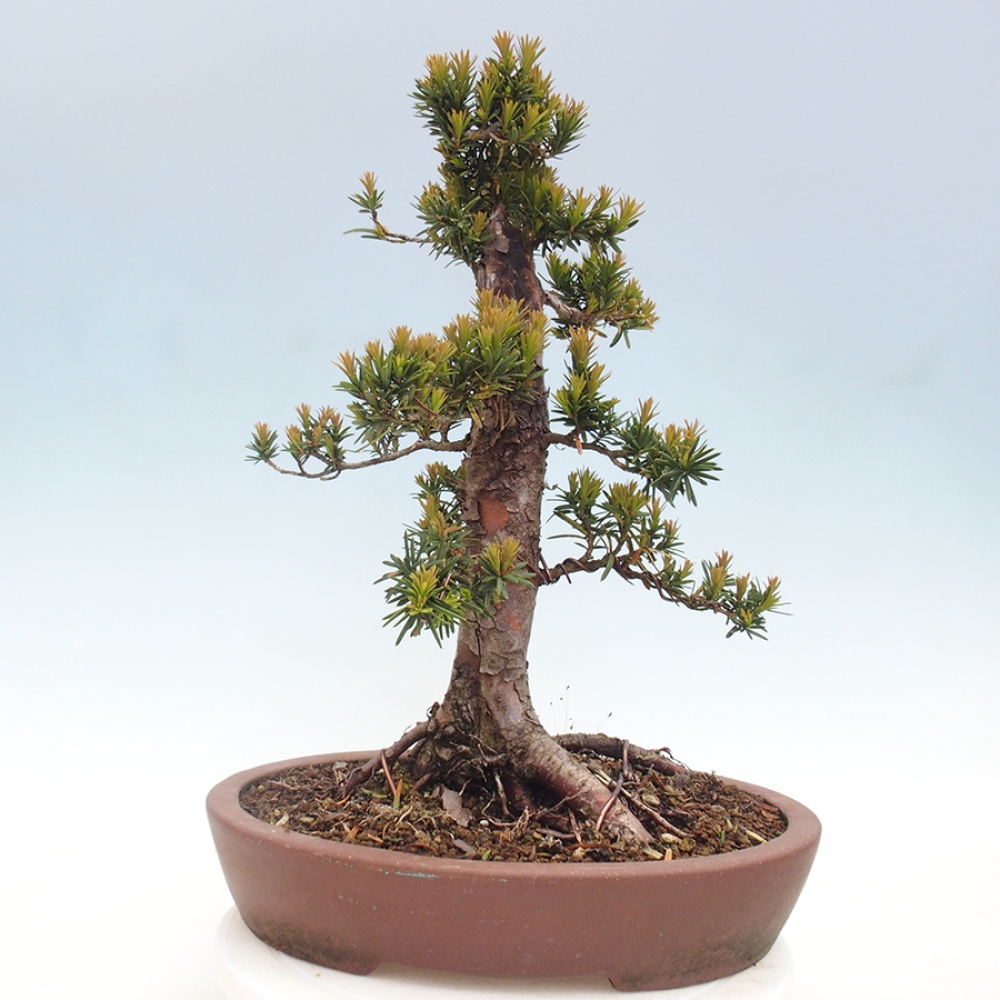 Venkovní bonsai - Taxus cuspidata  - Tis japonský