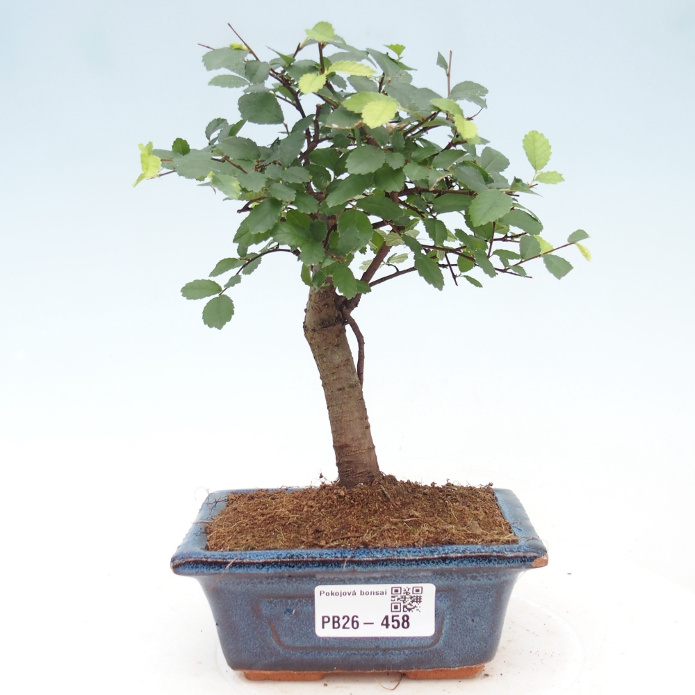 Pokojová bonsai - Ulmus parvifolia - Malolistý jilm