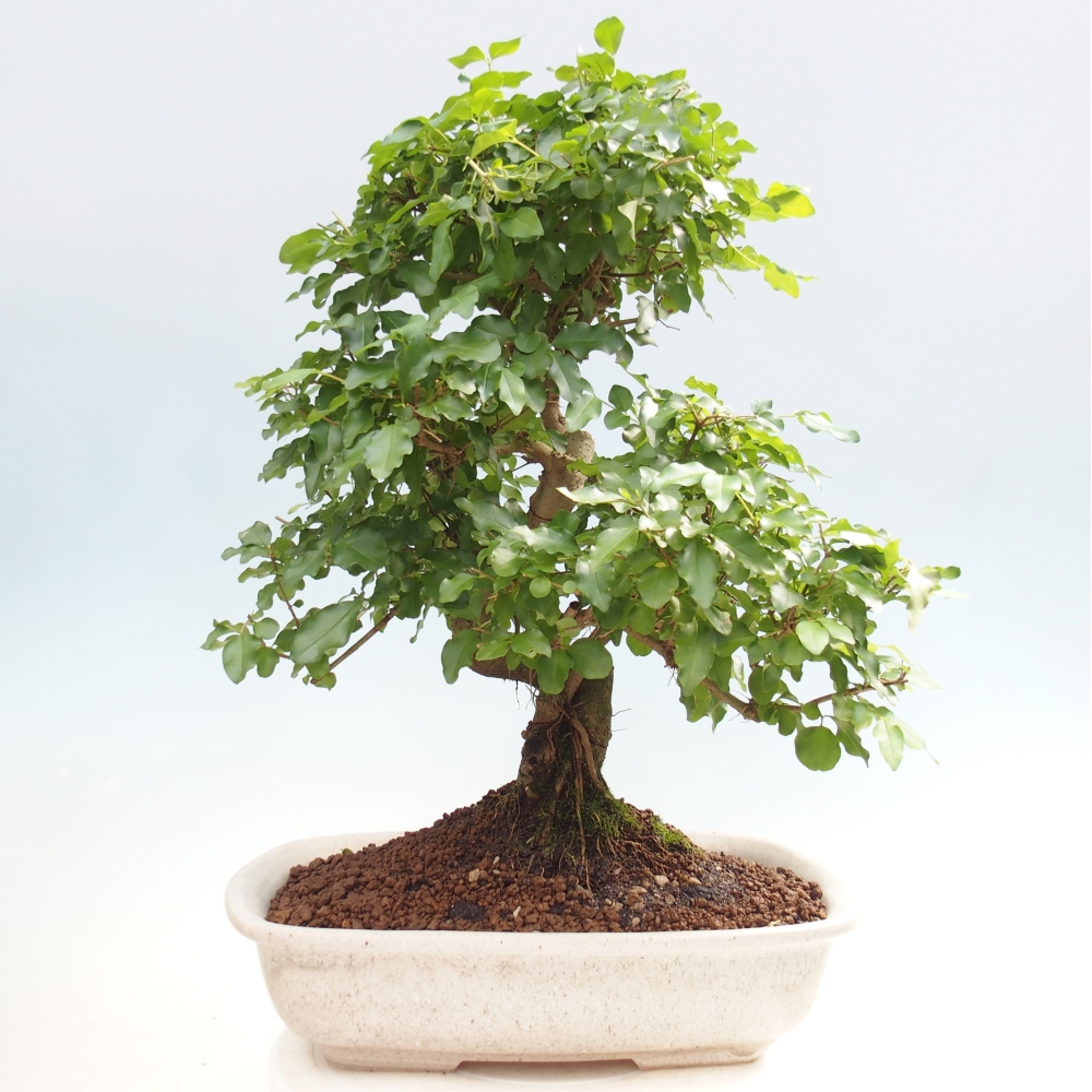 Pokojová bonsai -Ligustrum chinensis - Ptačí zob