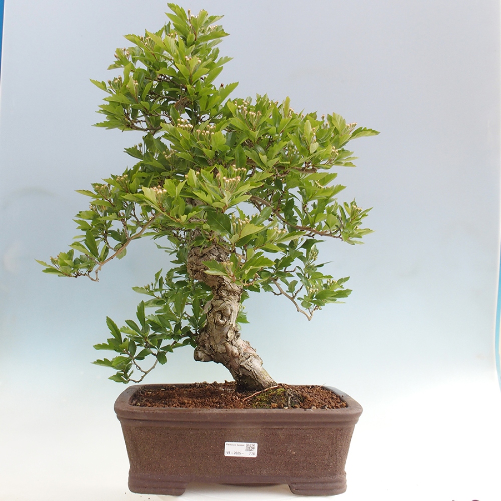 Venkovní bonsai - Hloh klínovitý - Crataegus cuneata