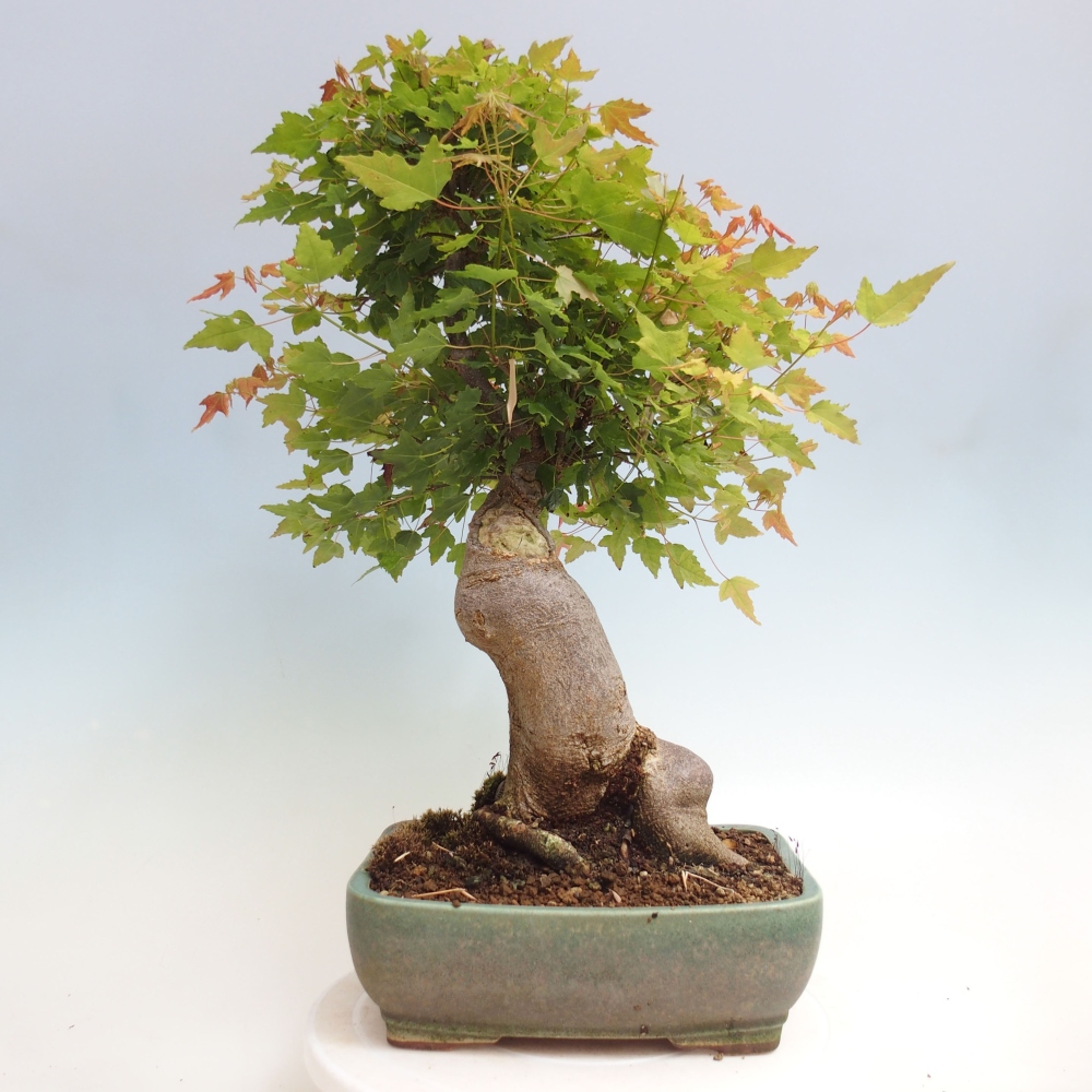 Venkovní bonsai - Acer Buergerianum - Javor Burgerův