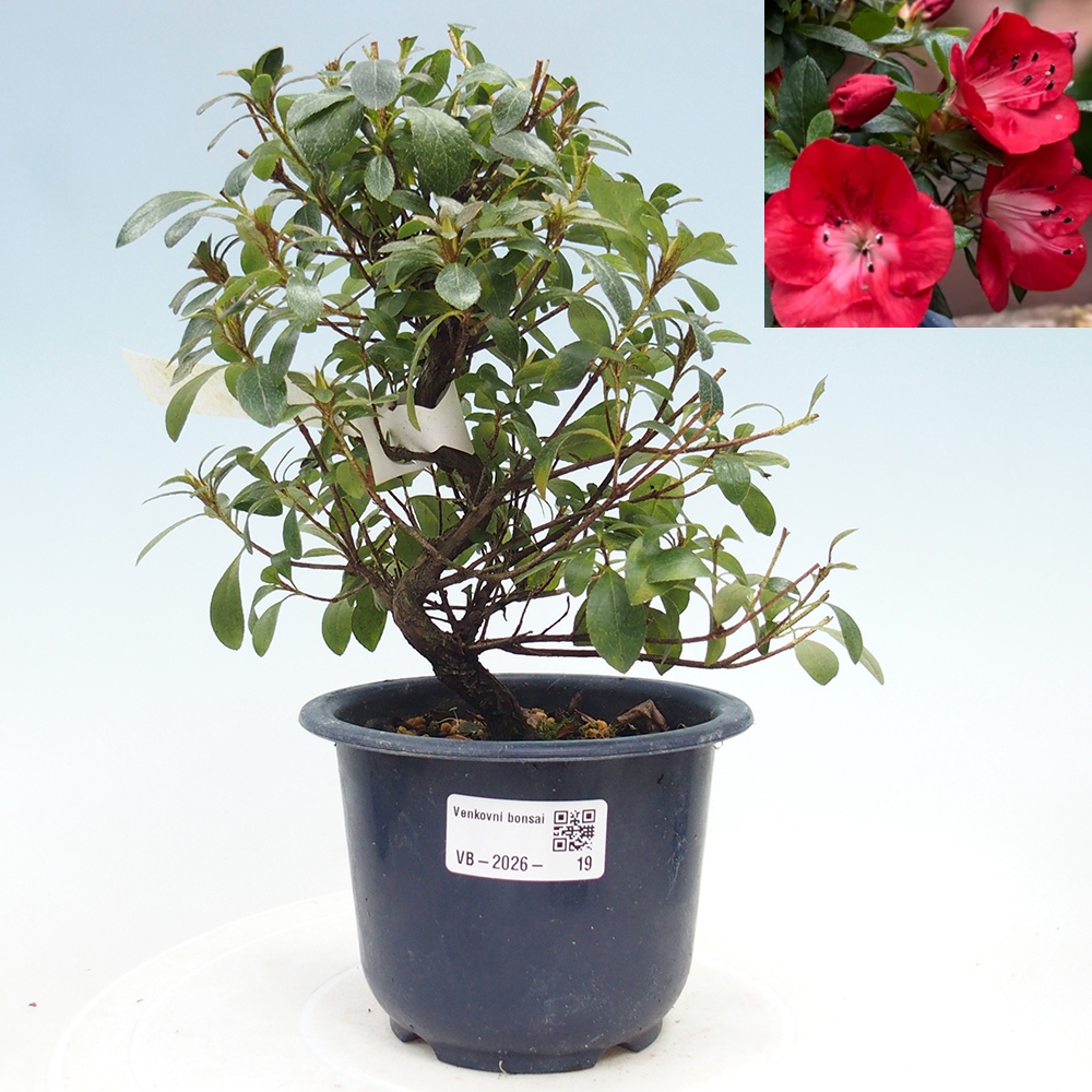 Venkovní bonsai - Japonská azalka - Azalea Benibeni