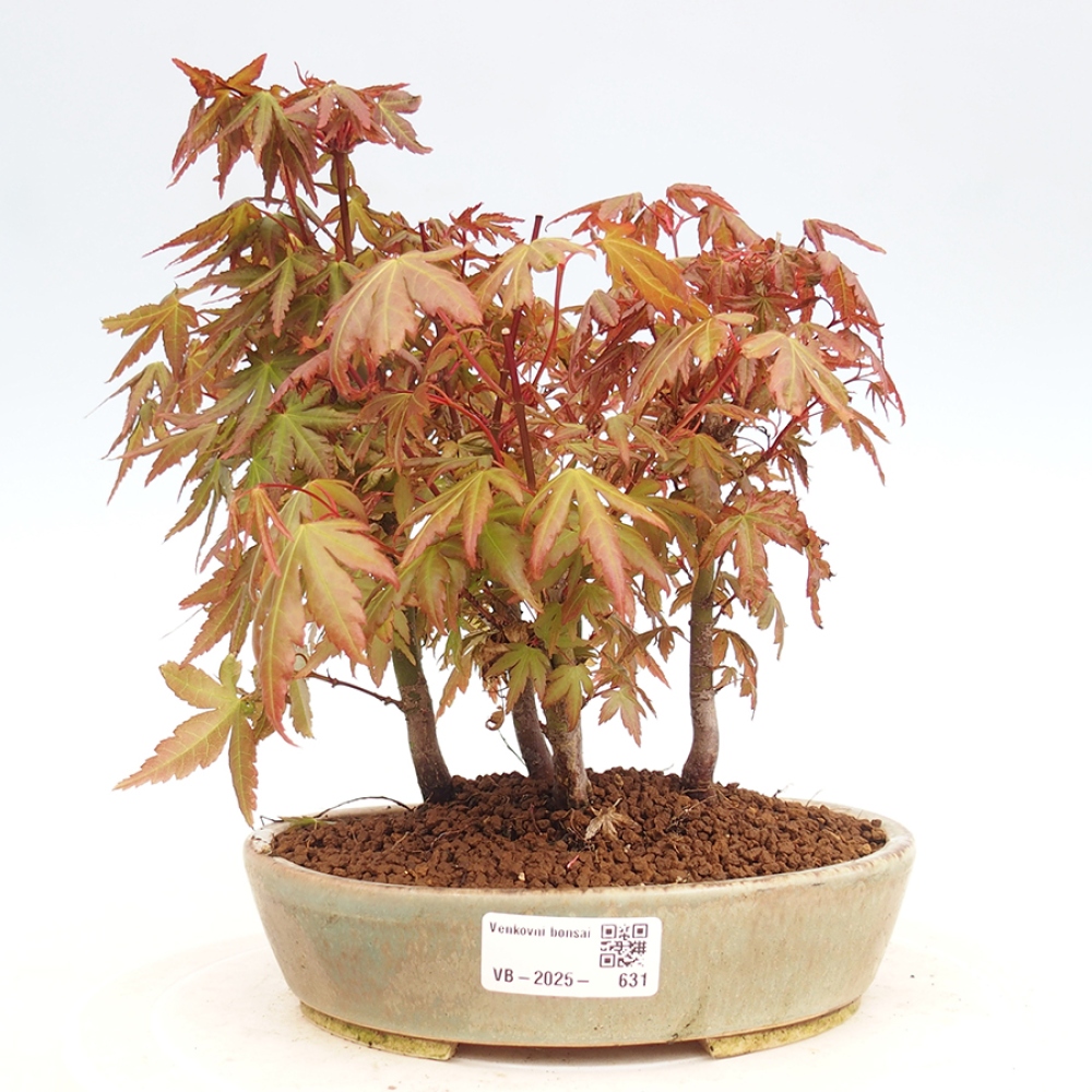 Venkovní bonsai - Acer palmatum  - Javor dlanitolistý