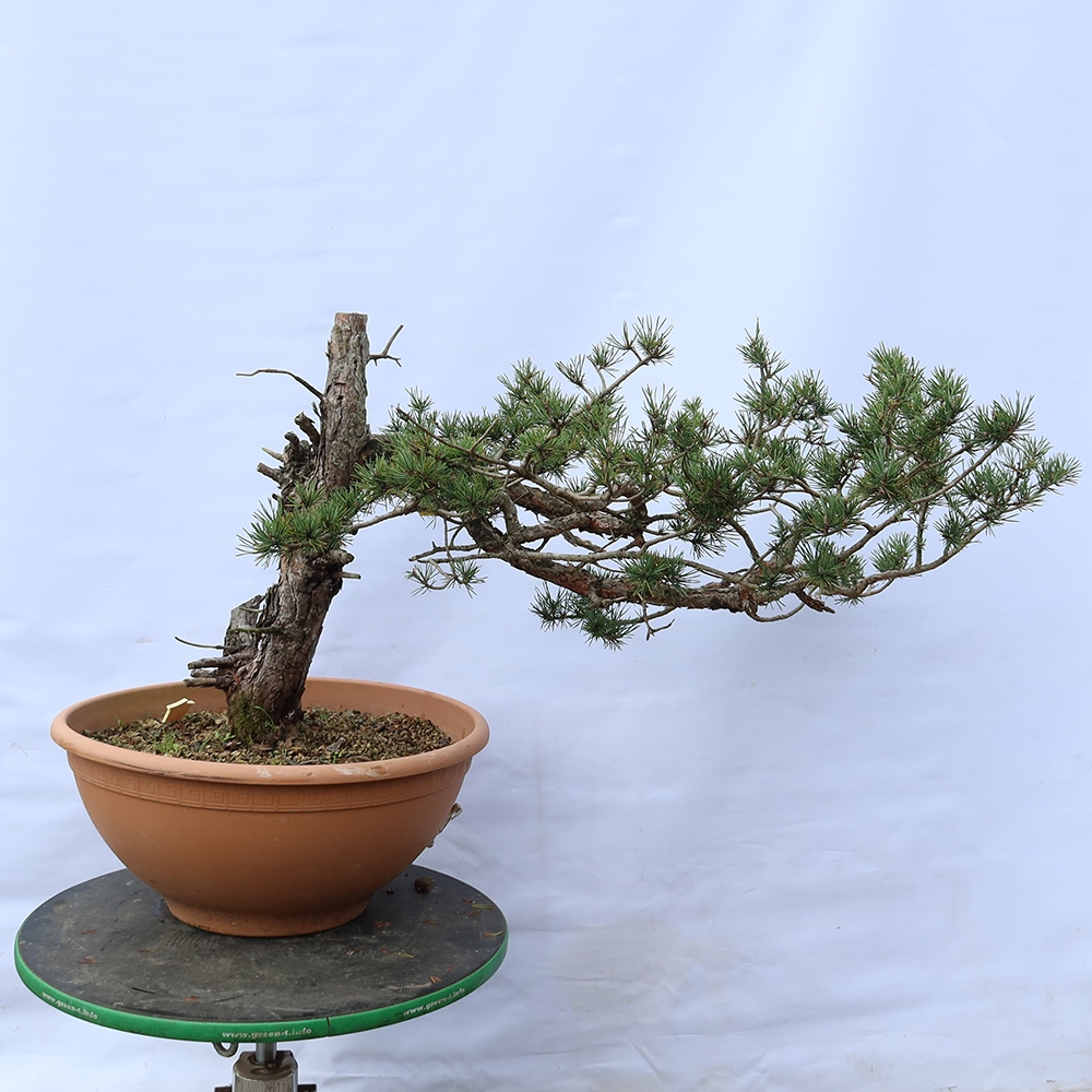 Pinus sylvestris Španělsko - borovice lesní