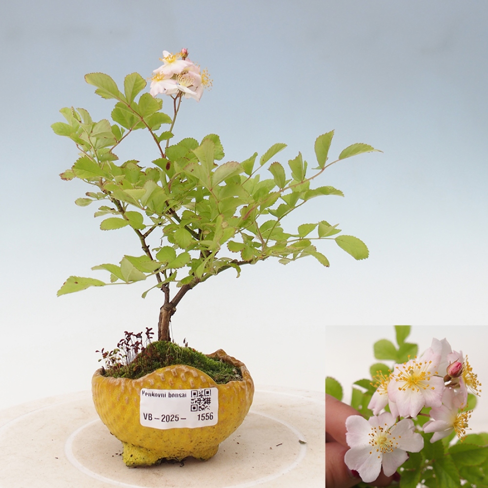 Venkovní bonsai - Rosa sp. - malokvětá růže