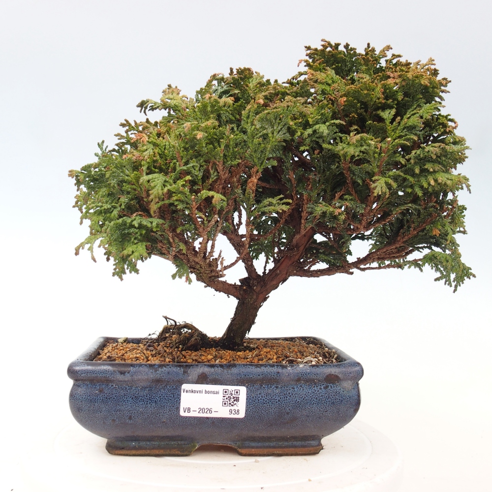 Venkovní bonsai - Cham.pis Parslori - Cypřišek