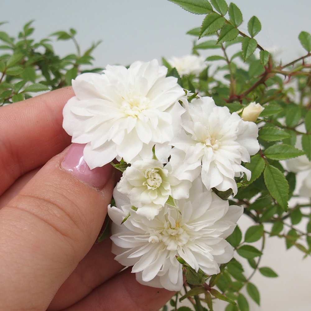 Venkovní bonsai - Rosa Sea Foam -  růže