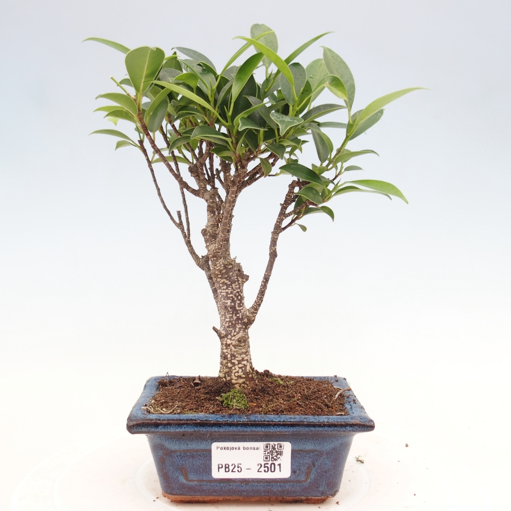 Pokojová bonsai Ficus retusa kimmen