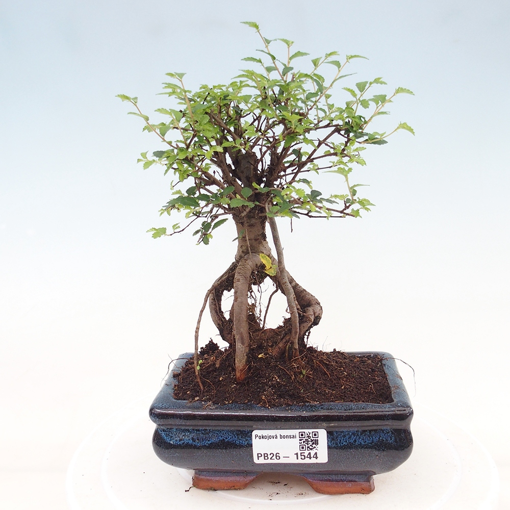 Pokojová bonsai - Ulmus parvifolia - Malolistý jilm