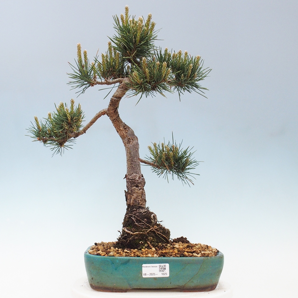 Venkovní bonsai - Pinus Sylvestris Watererri - Borovice lesní
