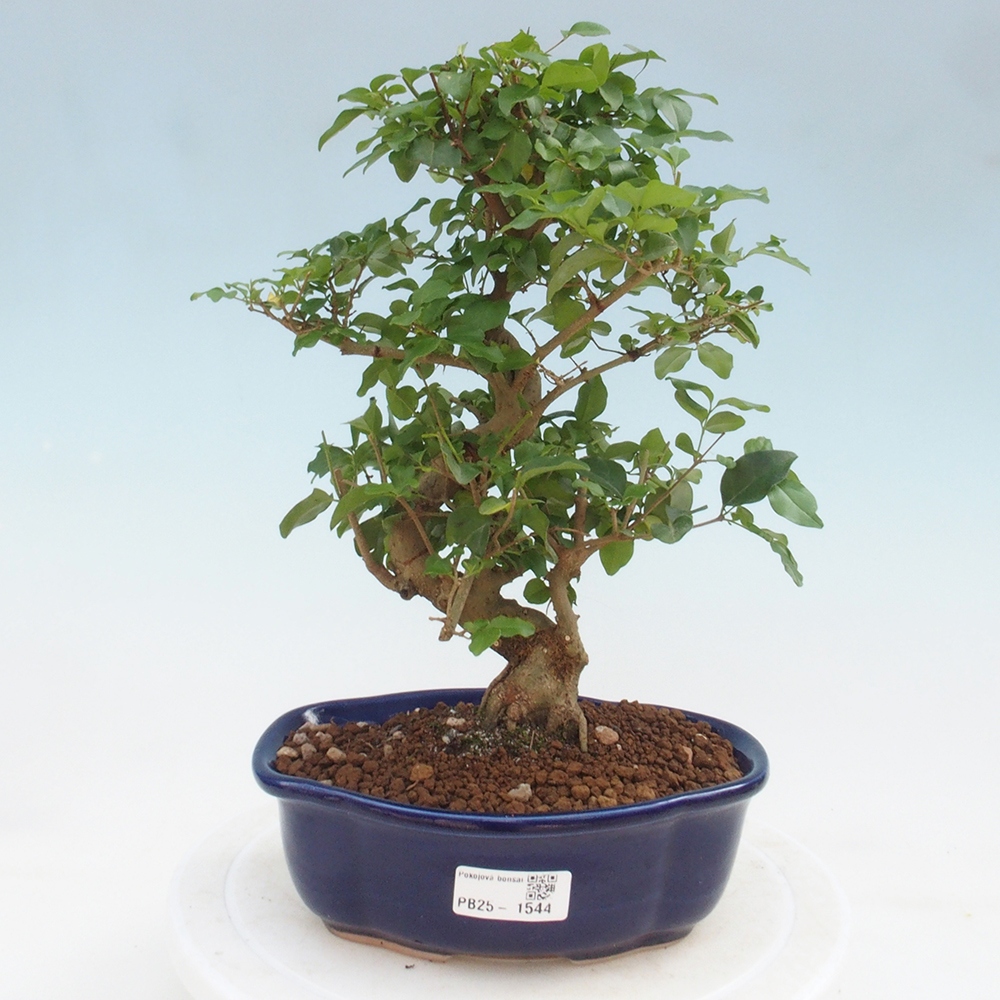 Pokojová bonsai -Ligustrum chinensis - Ptačí zob