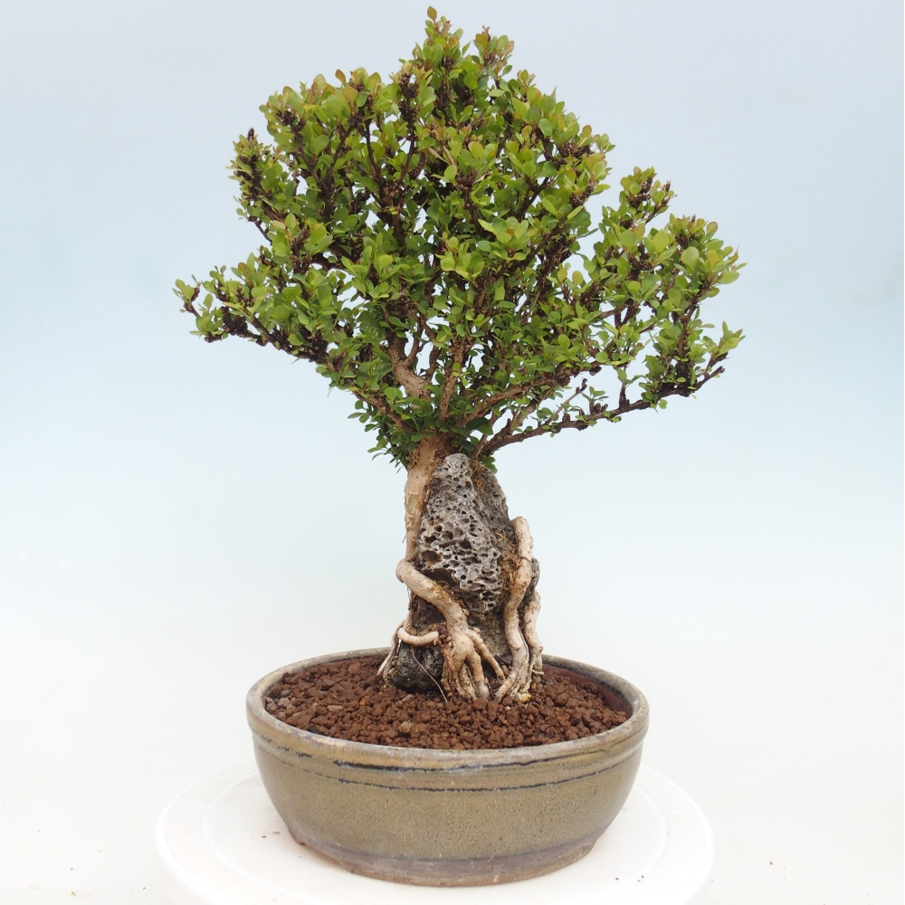 Venkovní bonsai - Berberis coreana - Dřištál korejský