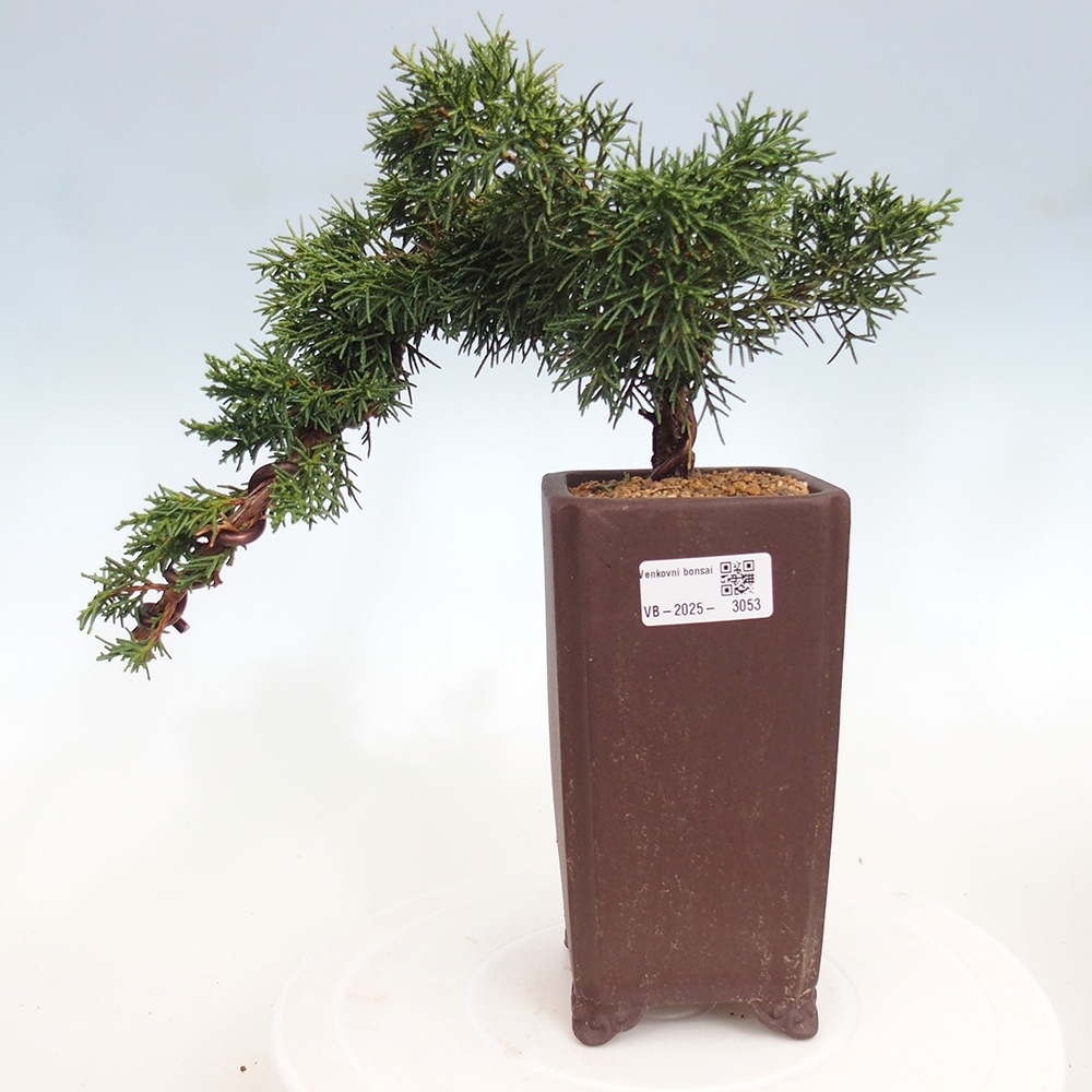 Venkovní bonsai - Juniperus chinensis Kishu -Jalovec čínský