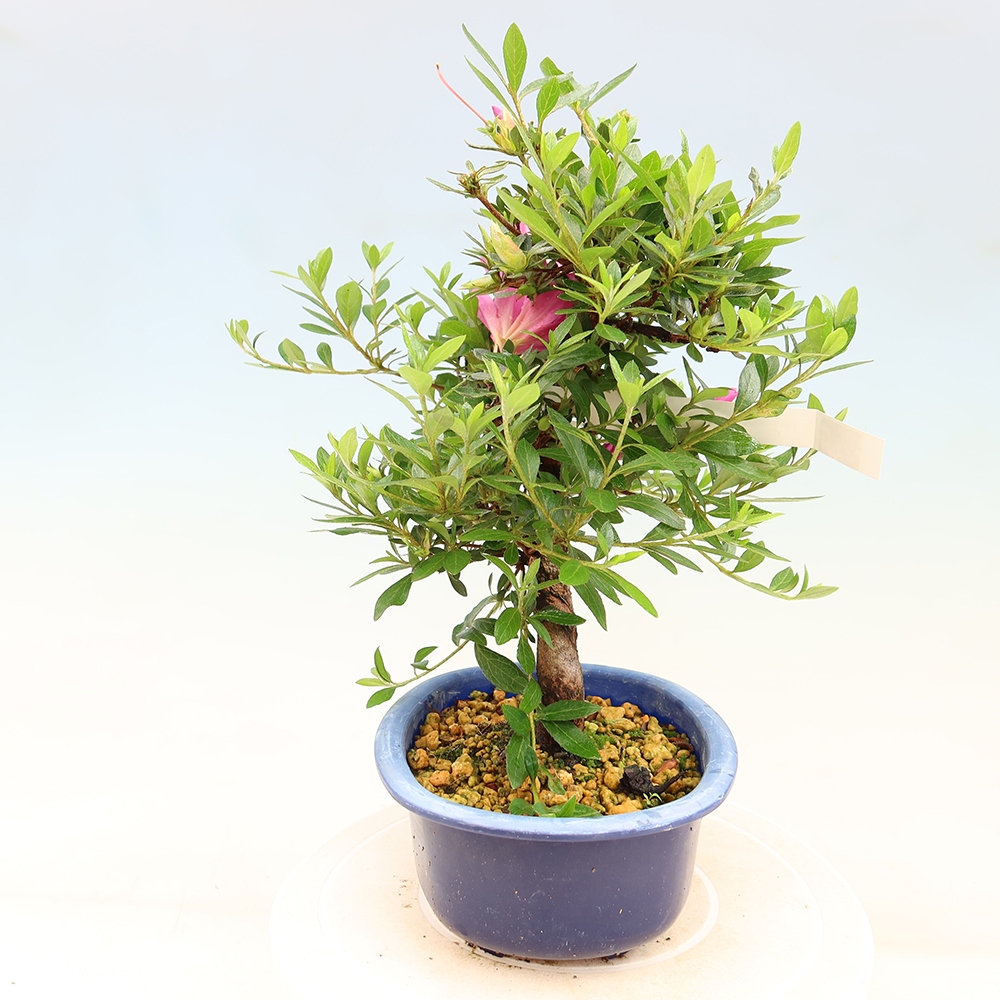 Venkovní bonsai - Japonská azalka - Azalea Yoko