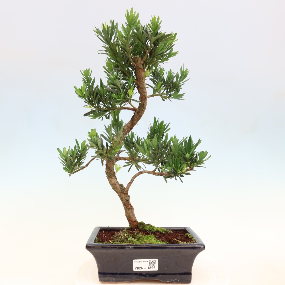 Pokojová bonsai - Podocarpus - Kamenný tis