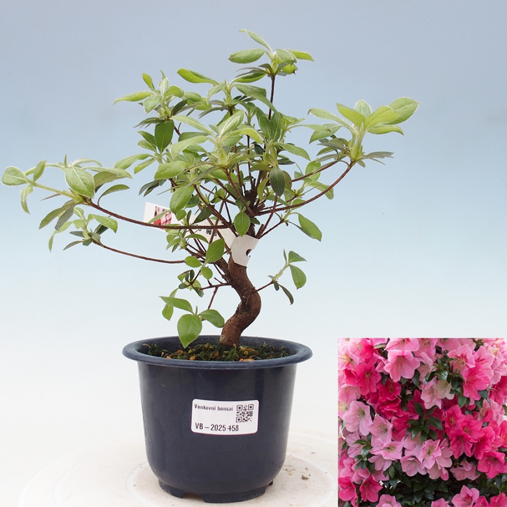Venkovní bonsai - Japonská azalka - Azalea Saien