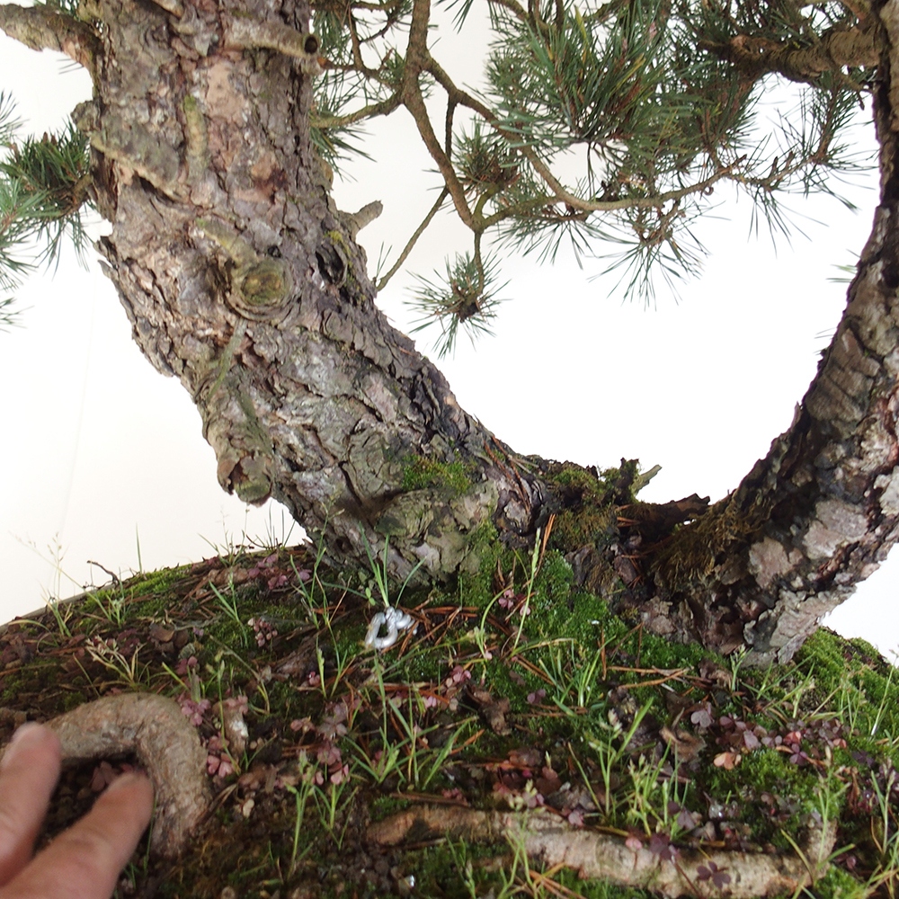 Yamadori - Pinus sylvestris Španělsko