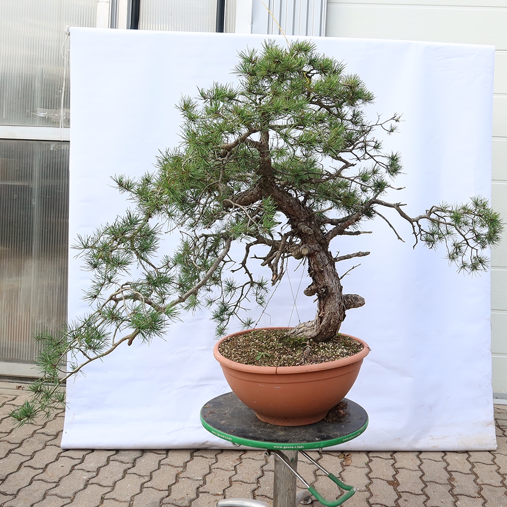 Pinus sylvestris Španělsko - borovice lesní