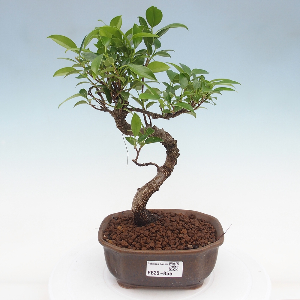 Pokojová bonsai - Ficus retusa -  malolistý fíkus