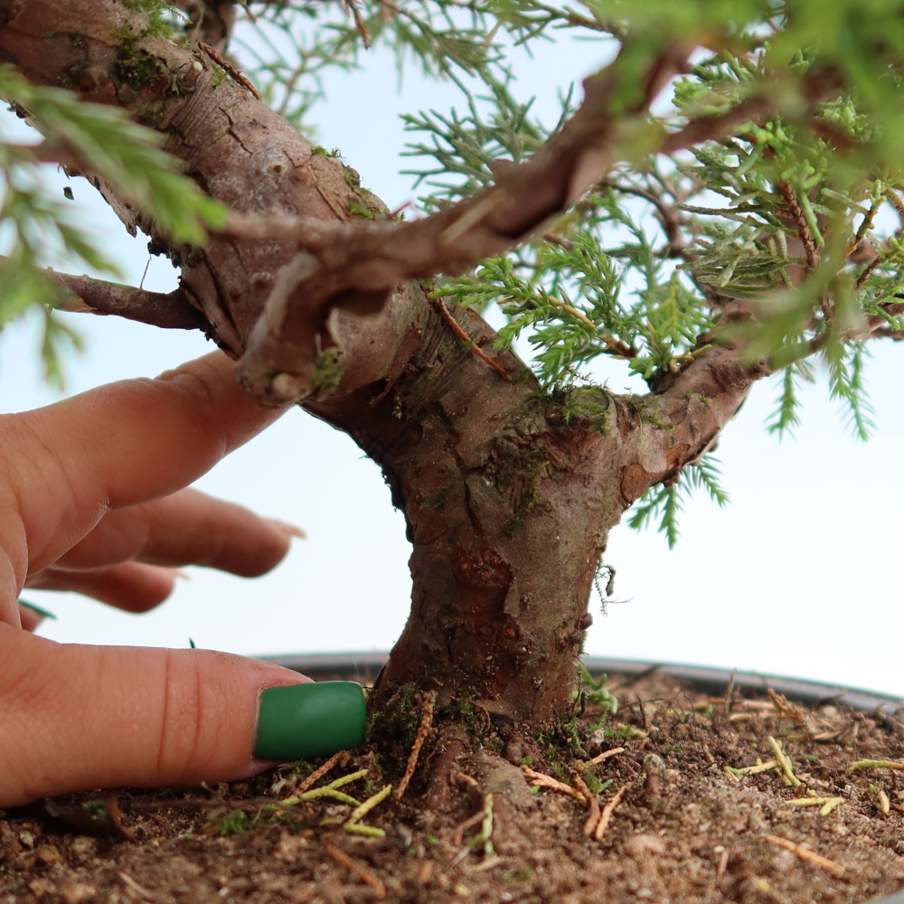Venkovní bonsai - Juniperus chinensis Itoigawa-Jalovec čínský