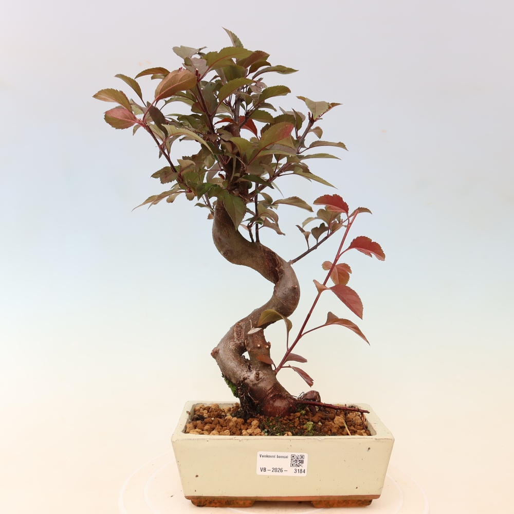 Venkovní bonsai -Malus domestica - Maloplodá jabloň červenolistá